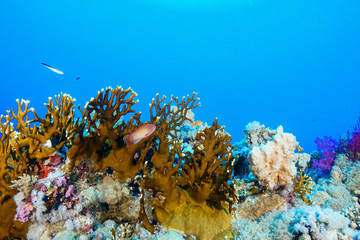 Coral Reef at the Red Sea, Egypt