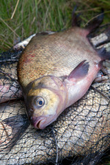 Successful fishing -  big freshwater bream fish on keepnet with fishery catch in it..