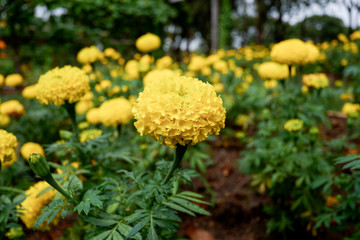 Marigold flower blooming in the garden