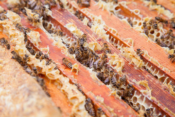Close up view of the bees swarming on a honeycomb..