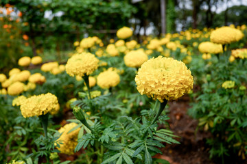 Marigold flower blooming in the garden