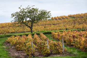 Le Beaujolais en automne