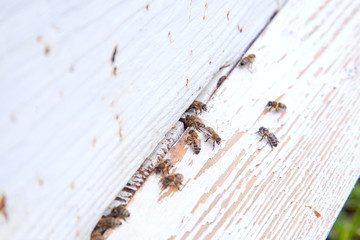 Plenty of bees at the entrance of white beehive in apiary..