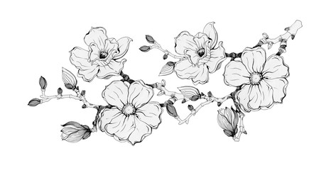 Magnolia tree branch with flowers and buds black ink illustration. Hand drawn graphic spring beautiful blossoms in a full bloom. Magnolia flowers vintage image. Isolated on the white background.