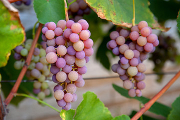 Bunch of grapes with pink and green berries in the garden.