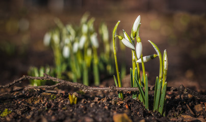  snowdrops in the garden.