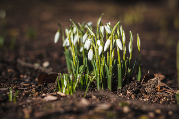 snowdrops in the garden.