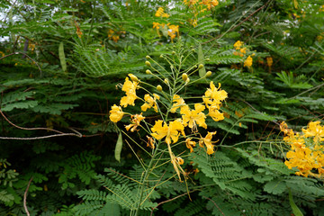Yellow Poinsettia flowers (Euphorbia pulcherrima)