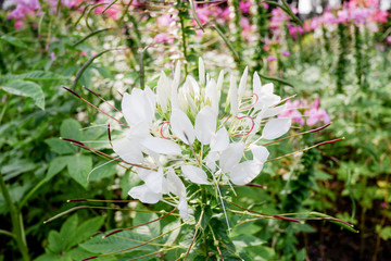 Pink and White Poinsettia flowers (Euphorbia pulcherrima)