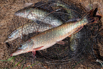 Freshwater pike fish. Freshwater pike fish lies on round keepnet with fishery catch in it and...