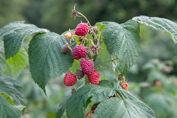Ripe and unripe raspberry in the fruit garden. Growing natural bush of raspberry. Branch of raspberry in sunlight..