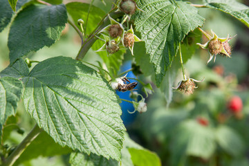 Ripe and unripe raspberry and small working bee in the fruit garden. Growing natural bush of...