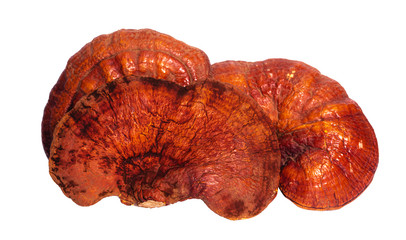 Lingzhi Mushroom Ganoderma Lucidum Isolated on white background with clipping path. Chinese traditional medicine.