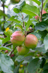 Shiny delicious green apples on a branch ready to be harvested in an apple orchard..