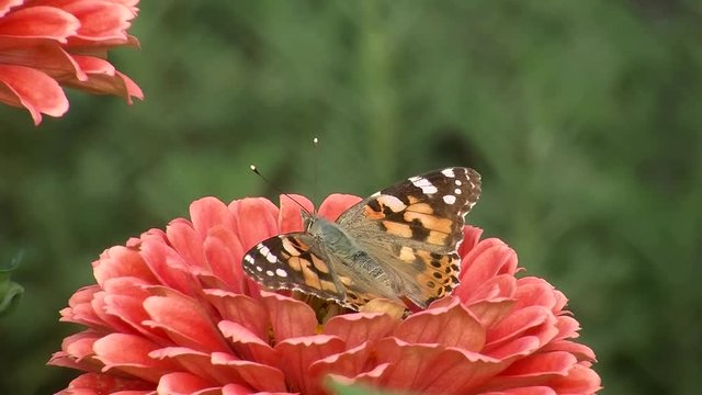 Auf einer orangen Zinnie konzentriert sich ein Distelfalter auf seinen Abflug (Gro&szlig;aufnahme)