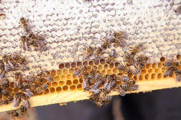 Close up view of working bees on honeycomb with sweet honey..