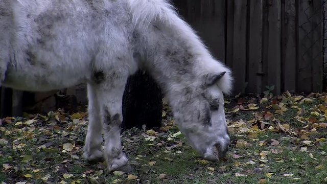 Im Herbst ist das Futterangebot f&uuml;r das kleine wei&szlig;e und schmutzige Pferd etwas knapp (Nahaufnahme, Atmo)
