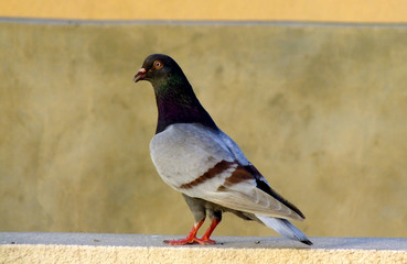 pigeon
