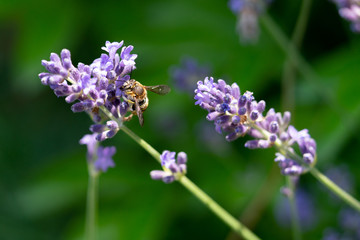 Detail of a bee on lavender flower