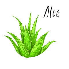 Aloe vera vector illustration. Green leaves succulent plant. Hand drawn, isolated on white background.