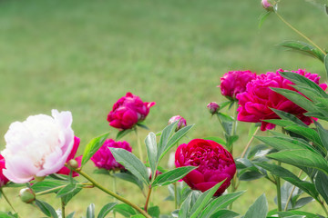 Fototapeta premium Beautiful pink and purple flowers peonies in garden close up.