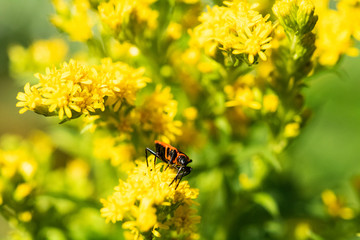 insect on flower