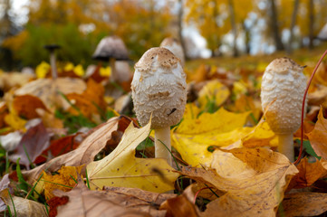 Mushrooms growing in autumn in closeup
