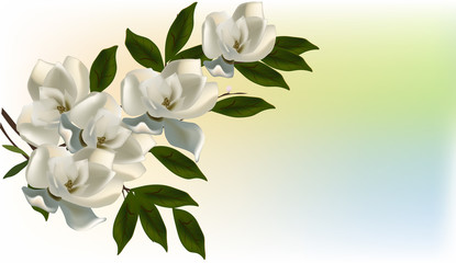 white magnolia blossom on light background - obrazy, fototapety, plakaty