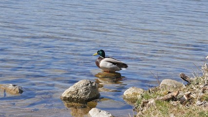 A drake stands on a stone on the lake