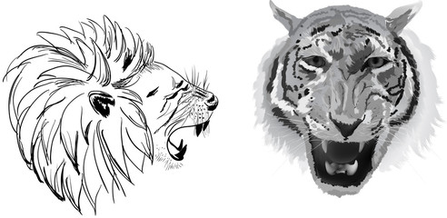 lion and tiger heads isolated on white