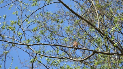 A finch sits on a branch against a blue sky.