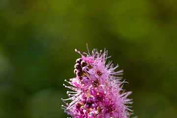 pink flower