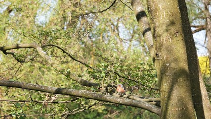 A finch sits on a tree branch in the forest.