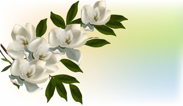 white magnolia blossom on light background