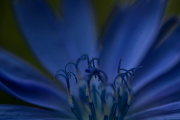 blue flower