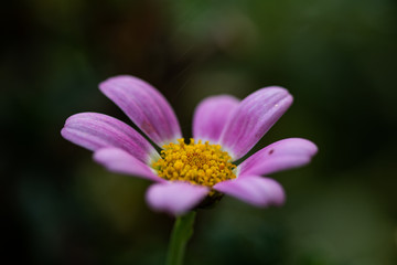 Fototapeta premium pink flower