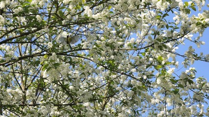 Tit flies on a background of blooming bird cherry.