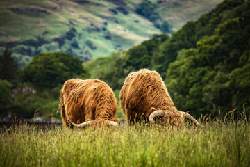 Domestic Scottish highland cattle on nature.