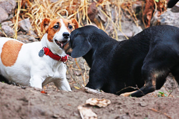 happy jack russell terrier playing with a black dachshund in nature