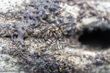 A group of termites are eating and destroying wood.