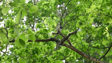 Wagtail on an oak branch in the forest