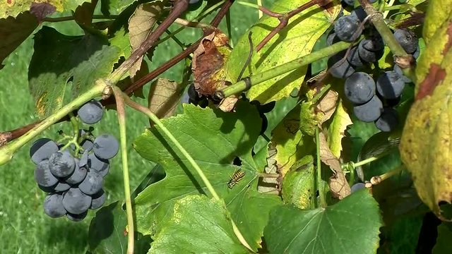 Reife bzw. &uuml;berreife blaue Weinbeeren h&auml;ngen am Weinstock (Nahaufnahme)