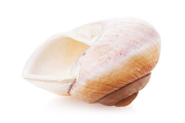 Spiral sink isolated on a white background. Snail, rear view