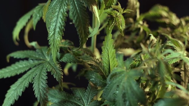 cannabis leaf vegetative growth trembling in the wind. close-up. dark background.