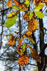 Yellow autumn oak leaves against a blue sky on a sunny day. Autumn park. Selective focus