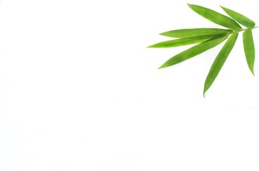 bamboo background with green leaves