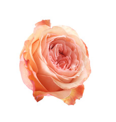 Beautiful fresh rose flower on white background