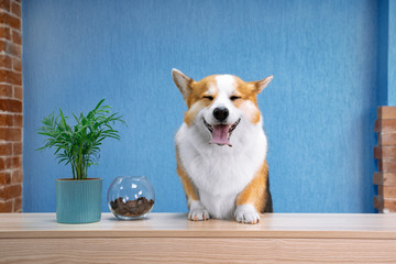 Cute ginger and white dog of welsh corgi pembroke breed sits on the desk of reception.