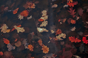autumn leaves in the water