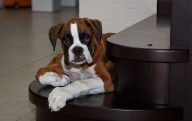 Puppy dog breed German boxer.